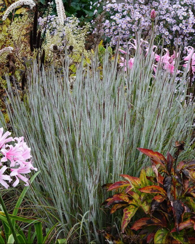 New Plants for 2025 – Tagged 