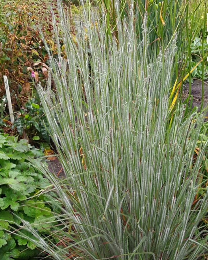 Schizachyrium 'Ha Ha Tonka' (Little Bluestem)