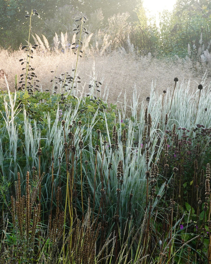 Schizachyrium 'Ha Ha Tonka' (Little Bluestem)