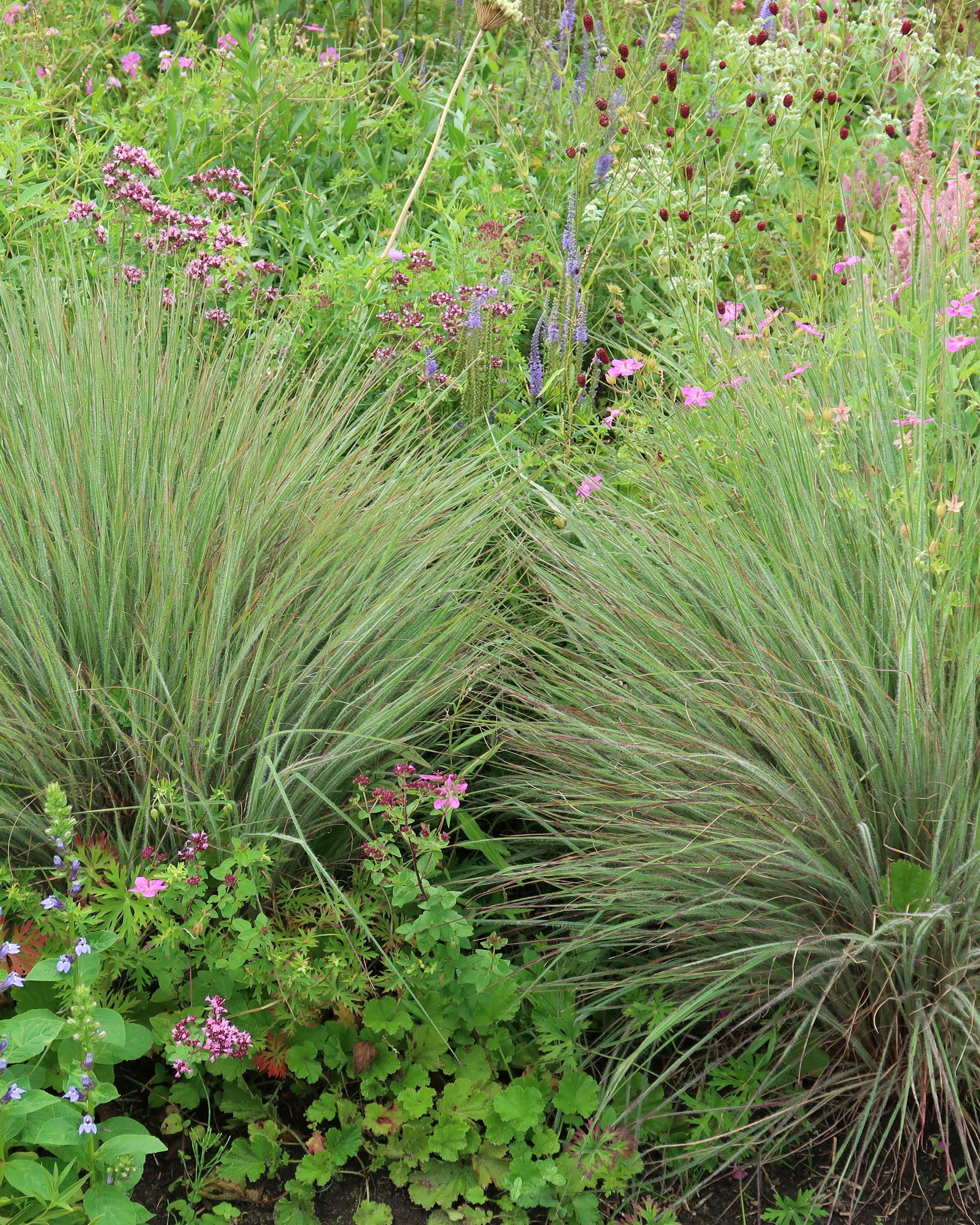 Schizachyrium 'Ha Ha Tonka' (Little Bluestem) – Perennial Farm