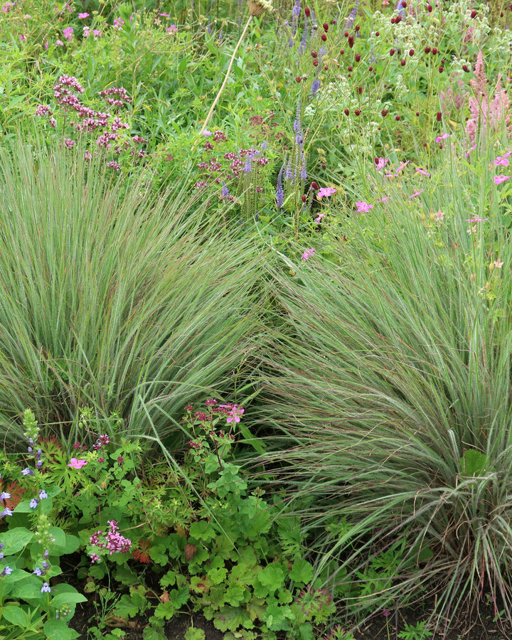 Schizachyrium 'Ha Ha Tonka' (Little Bluestem)
