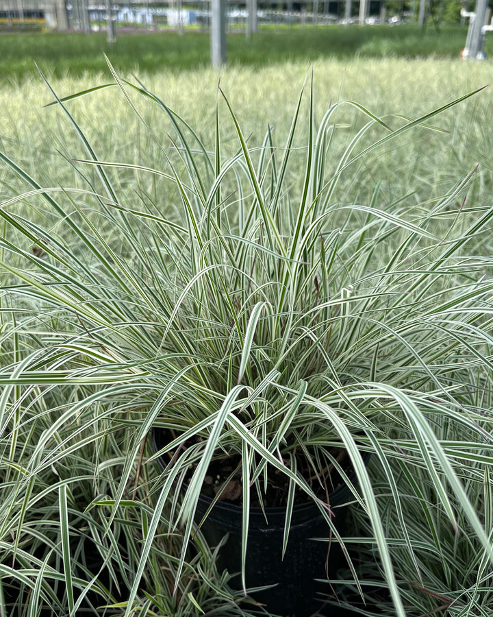 Schizachyrium s. 'Chameleon' (Little Bluestem)