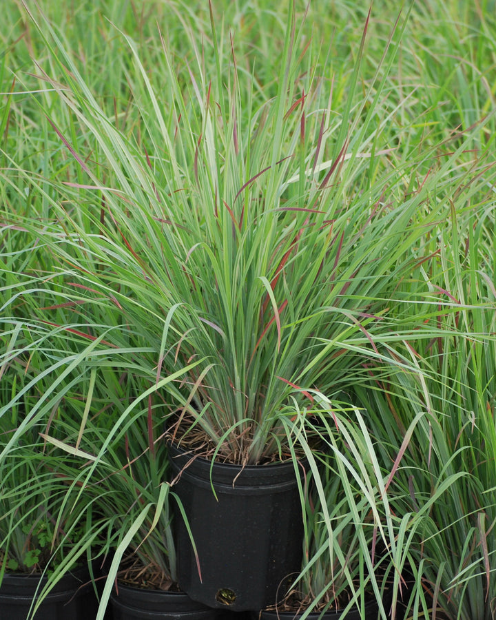 Schizachyrium s. 'Standing Ovation' (Little Bluestem)