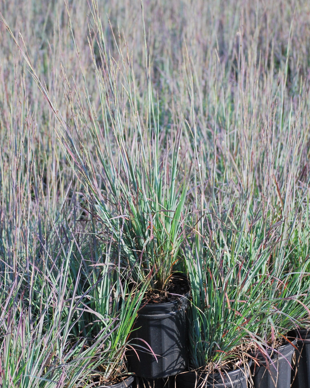 Schizachyrium s. 'Standing Ovation' (Little Bluestem)