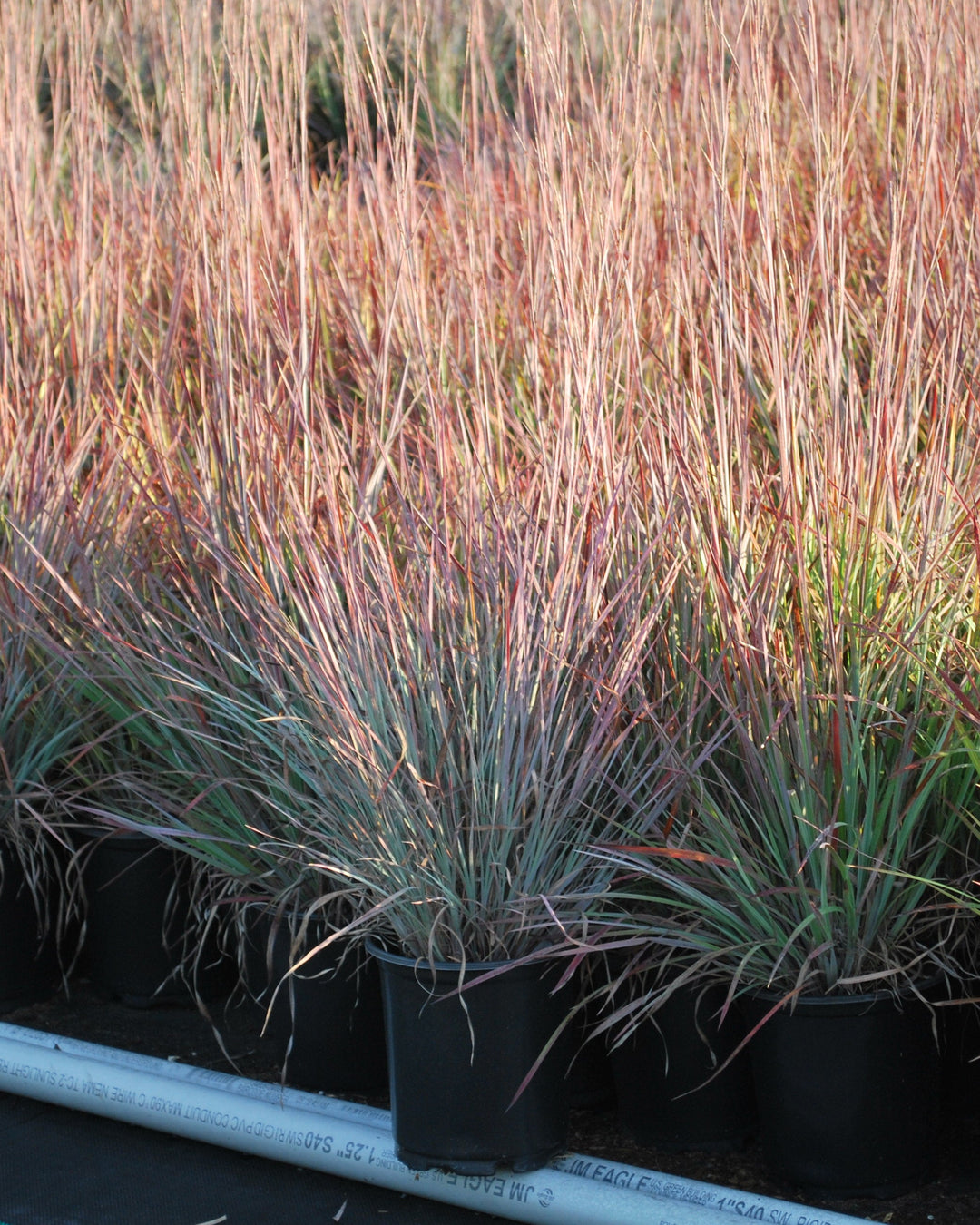 Schizachyrium s. 'Standing Ovation' (Little Bluestem)