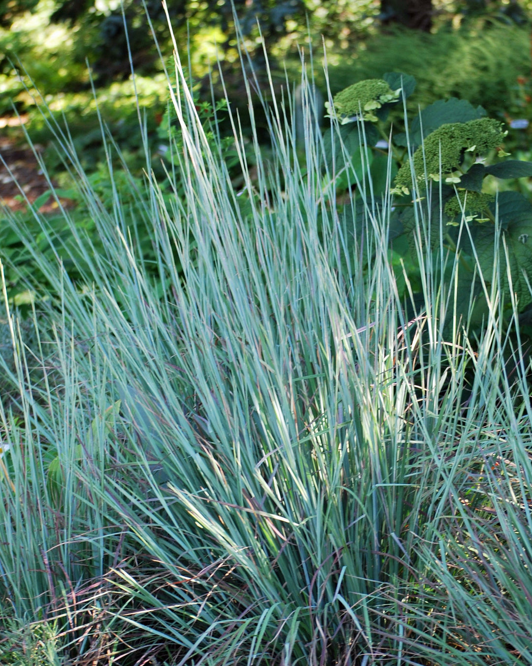Schizachyrium s. 'Standing Ovation' (Little Bluestem)