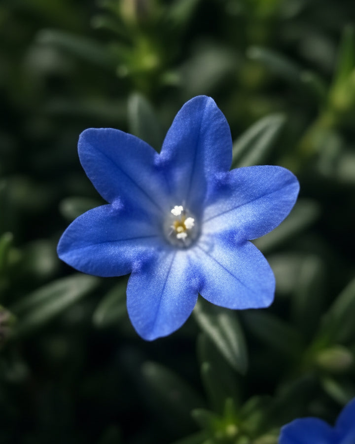 Lithodora Tidepool™ Sky Blue (Lithodora)