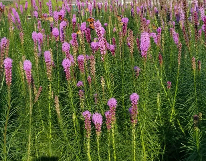 Liatris spicata 'Kobold' (Purple Gay Feather)