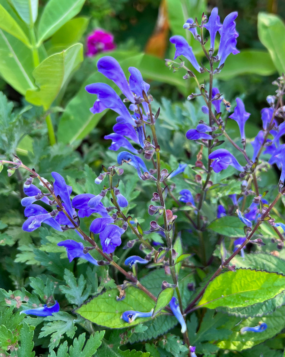Scutellaria x ‘Bumblebee Blues’ (Skullcap)