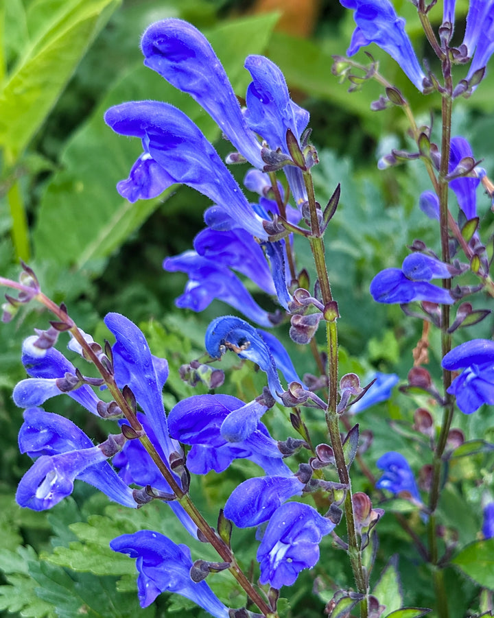 Scutellaria x ‘Bumblebee Blues’ (Skullcap)