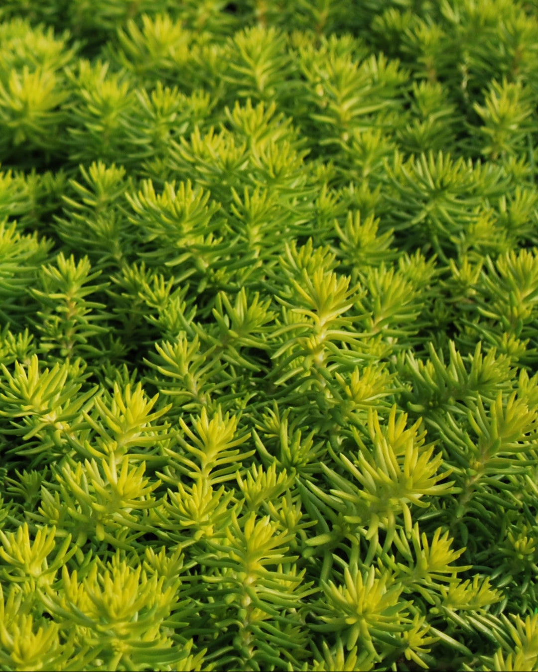 angelina succulent Sedum r. 'Prima Angelina' (Stonecrop) – Perennial Farm Marketplace