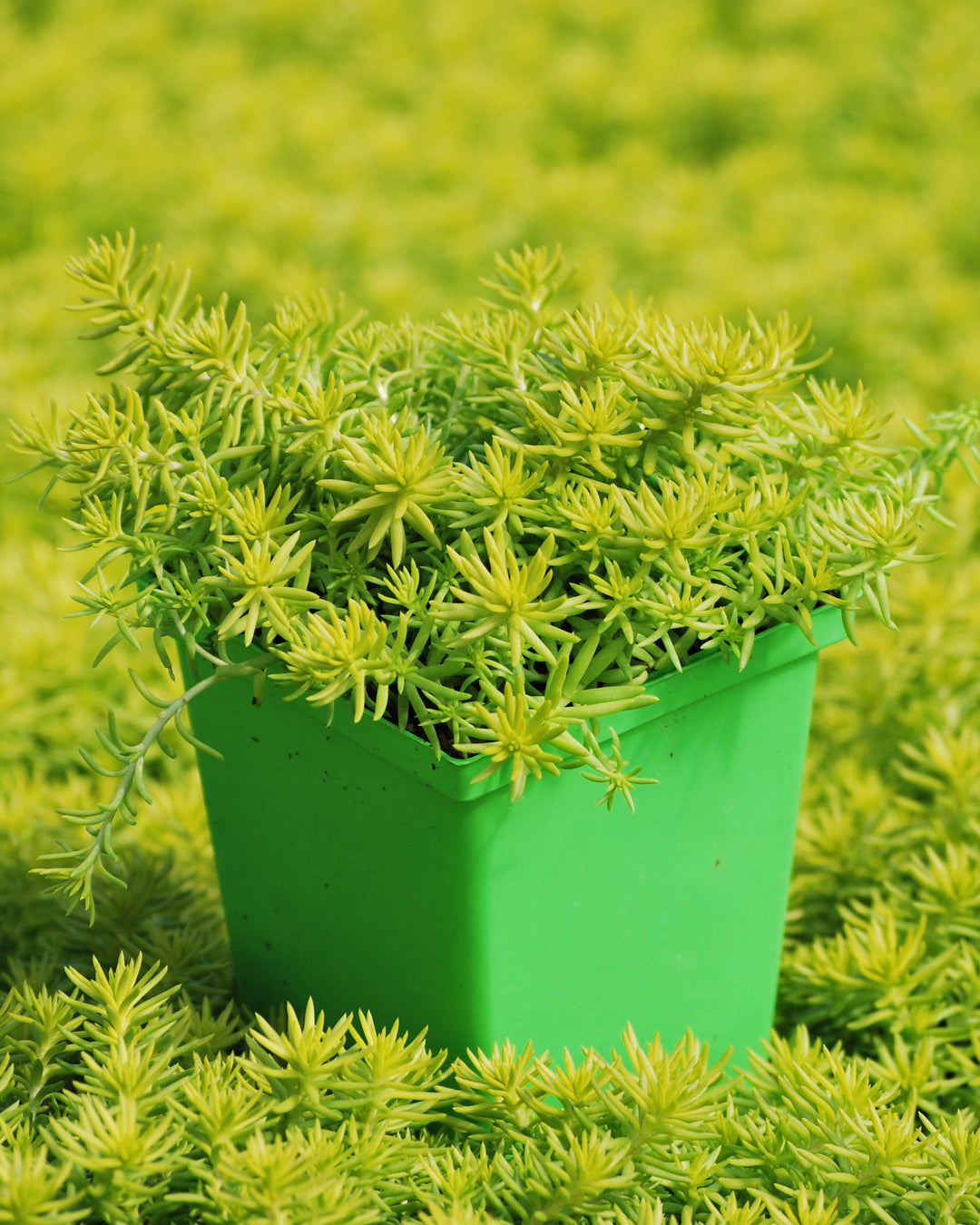 sedum angelina succulent Sedum r. 'Prima Angelina' (Stonecrop) – Perennial Farm Marketplace
