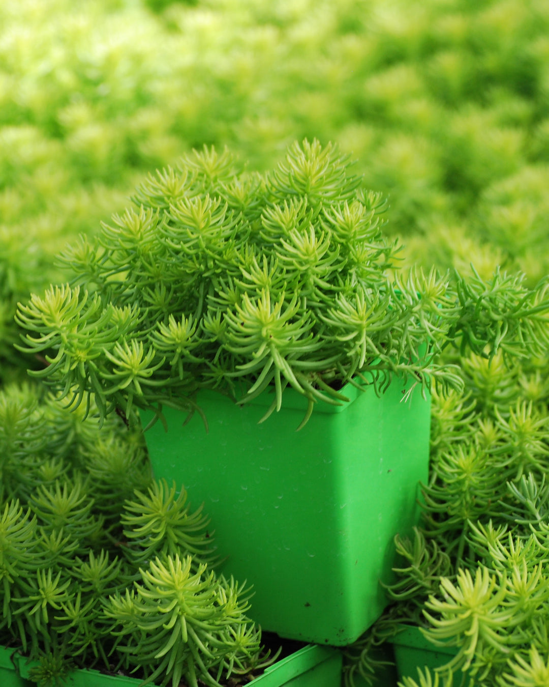 sedum angelina succulent Sedum r. 'Prima Angelina' (Stonecrop) – Perennial Farm Marketplace