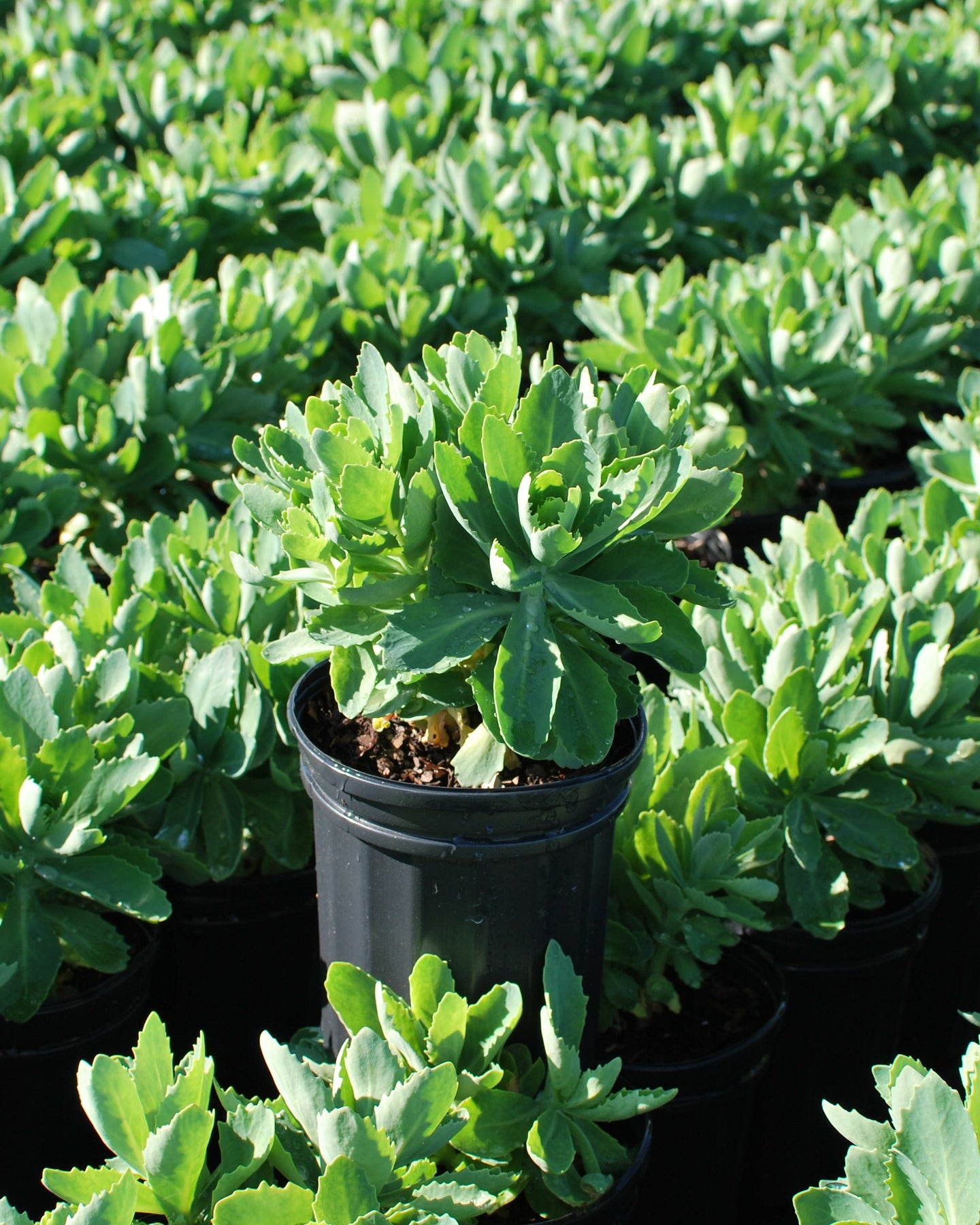 autumn joy succulent Sedum x 'Autumn Joy' (Stonecrop) – Perennial Farm Marketplace