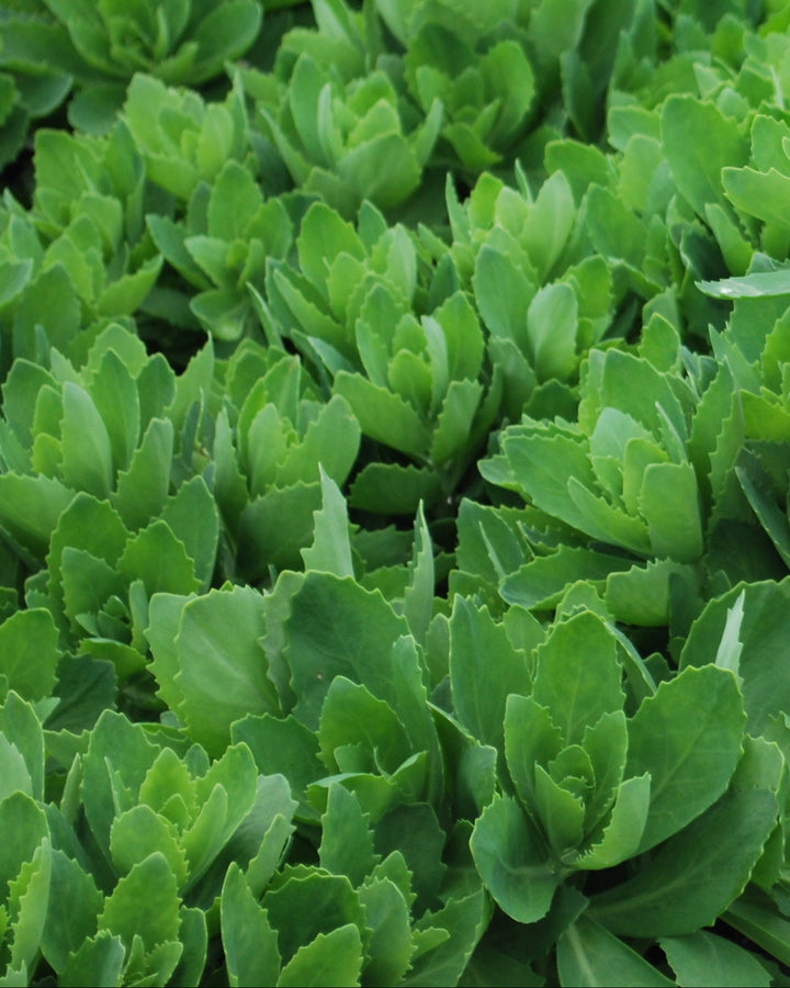 autumn succulent Sedum x 'Autumn Joy' (Stonecrop) – Perennial Farm Marketplace