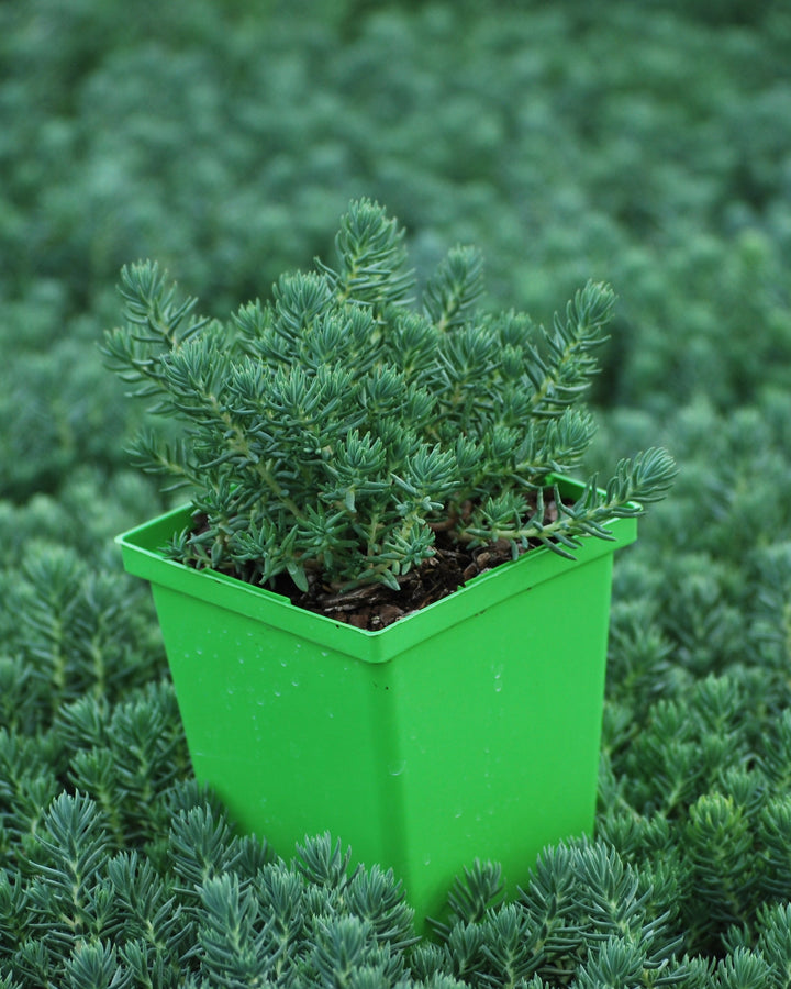 Sedum reflexum 'Blue Spruce' (Stonecrop)