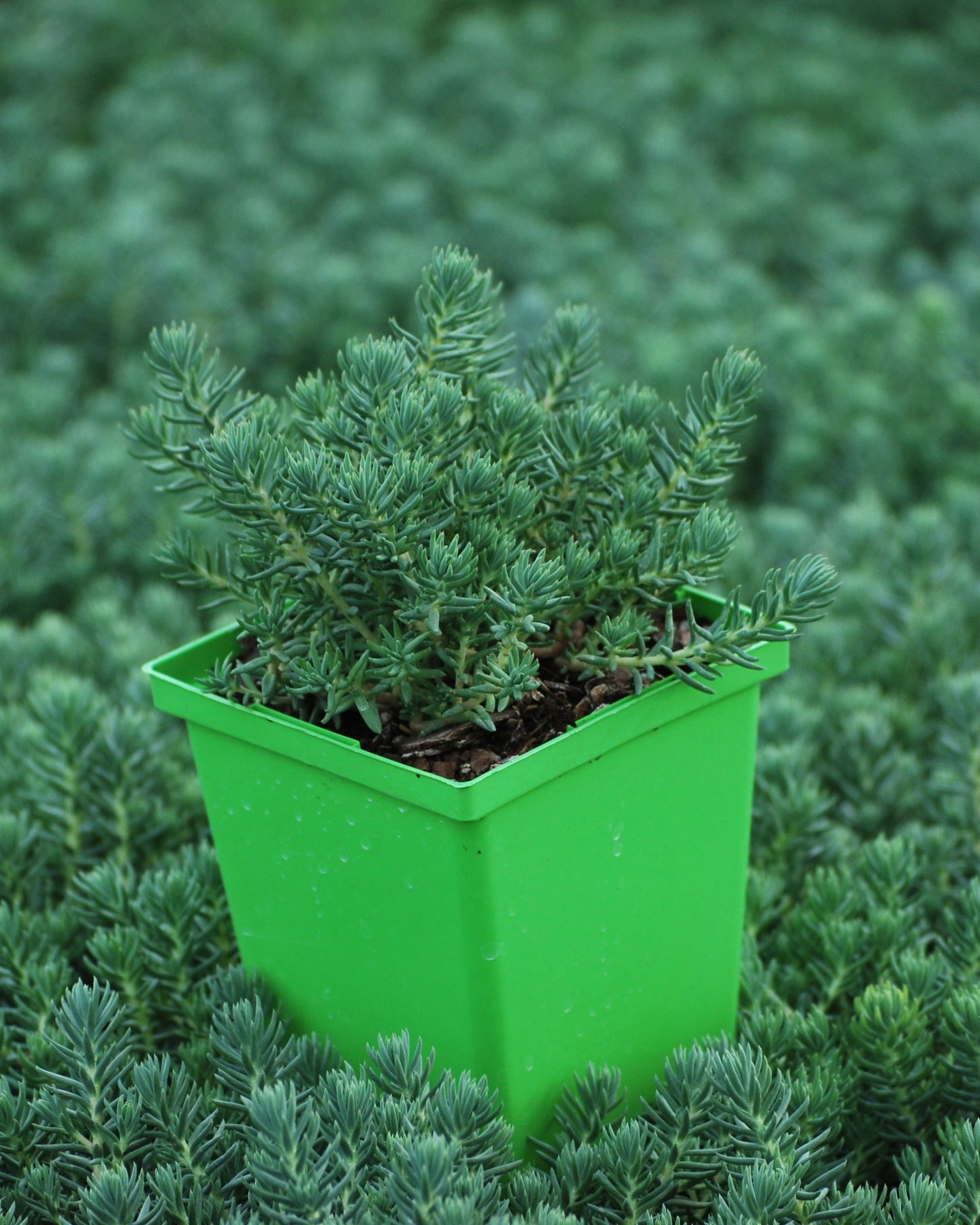 blue spruce stonecrop succulent Sedum reflexum 'Blue Spruce' (Stonecrop) – Perennial Farm Marketplace