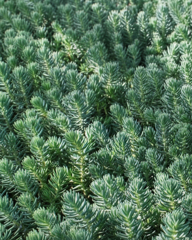 Sedum reflexum 'Blue Spruce' (Stonecrop)