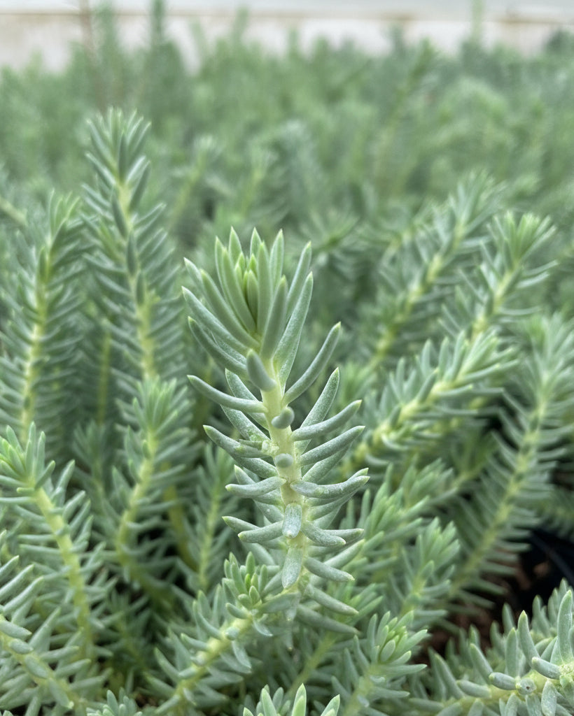 blue spruce stonecrop succulent Sedum reflexum 'Blue Spruce' (Stonecrop)