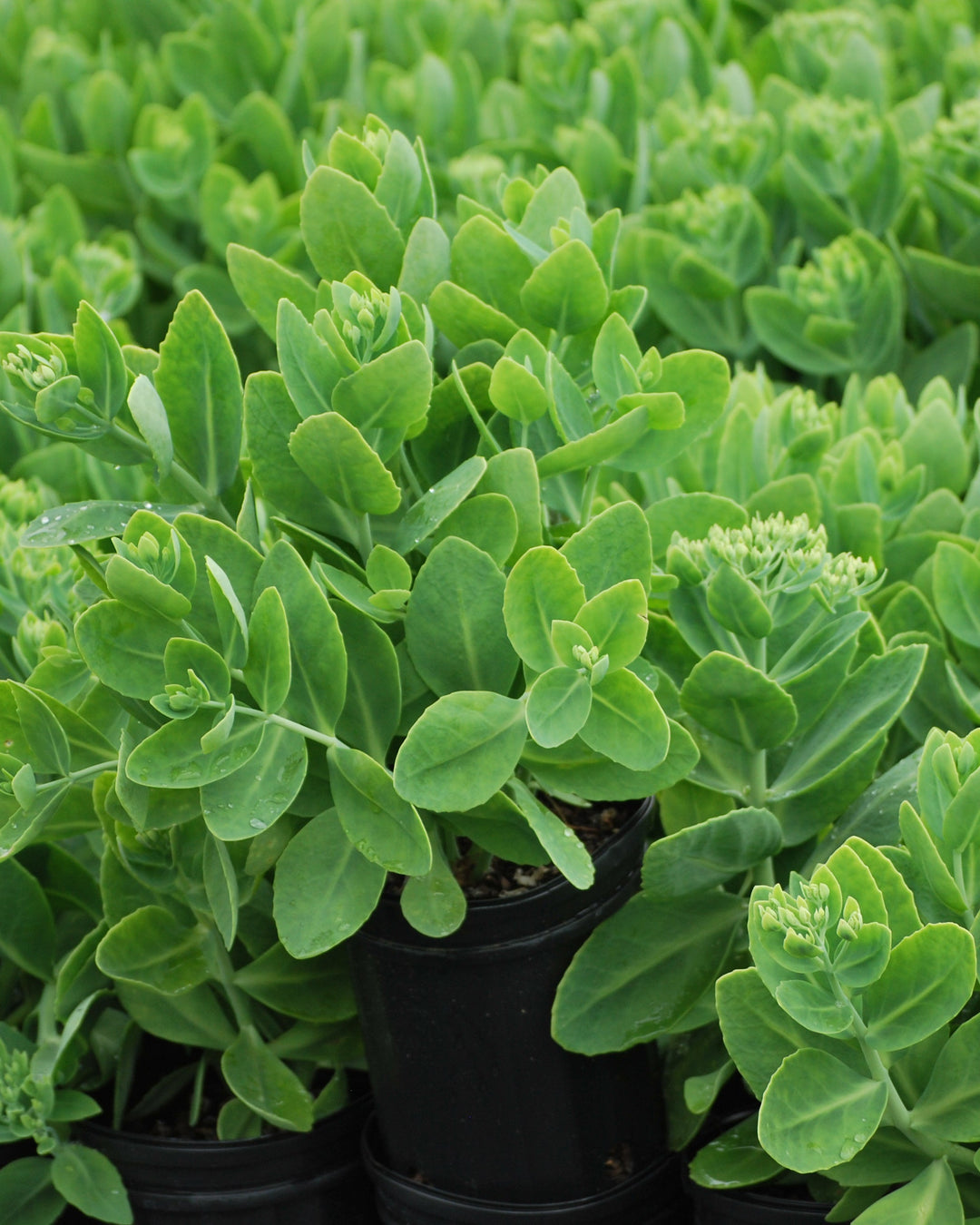 Sedum spectabile 'Brilliant' (Stonecrop)