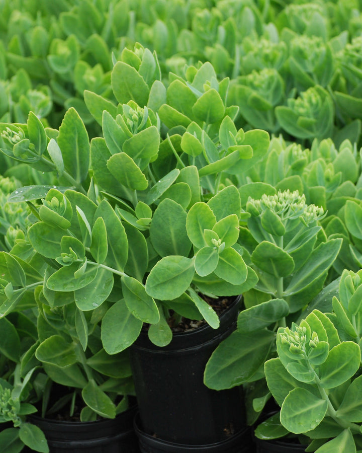Sedum spectabile 'Brilliant' (Stonecrop)