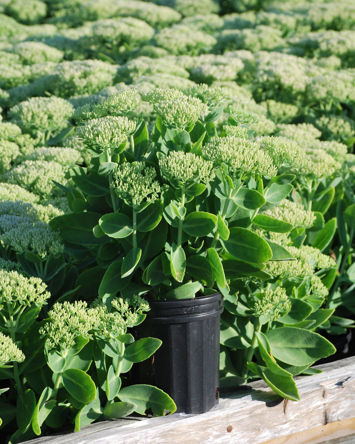 Sedum spectabile 'Brilliant' (Stonecrop)