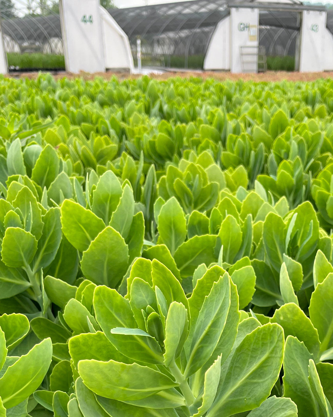 Sedum spectabile 'Brilliant' (Stonecrop)