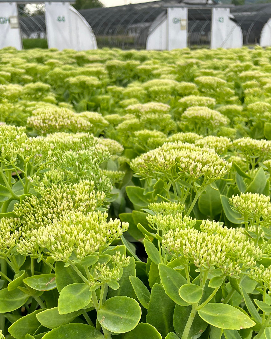 Sedum spectabile 'Brilliant' (Stonecrop)