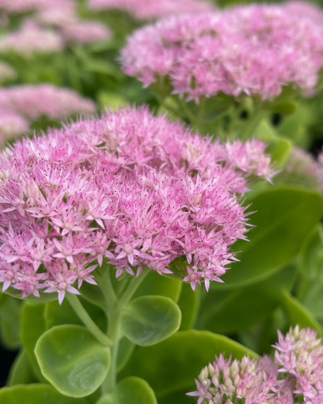Sedum spectabile 'Brilliant' (Stonecrop)