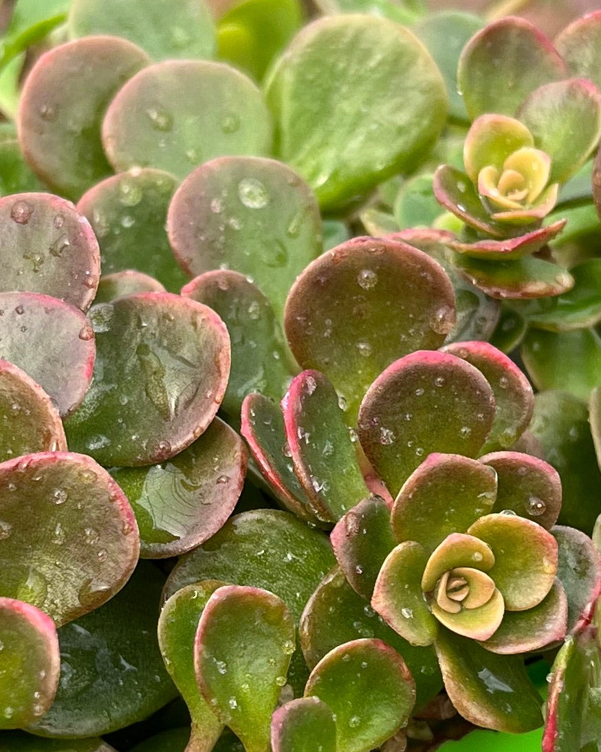 Sedum tetractinum 'Coral Reef' (Stonecrop)