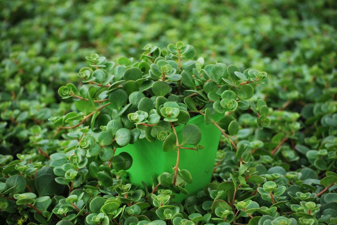 Sedum tetractinum 'Coral Reef' (Stonecrop)