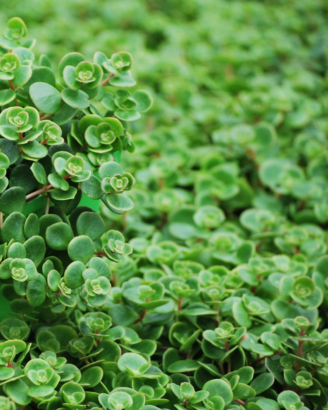 Sedum tetractinum 'Coral Reef' (Stonecrop)