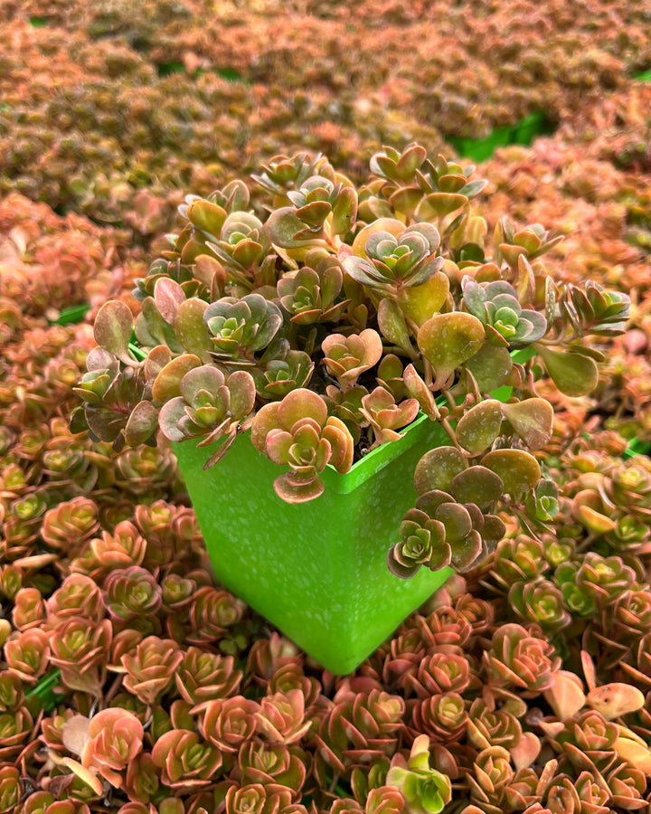 Sedum tetractinum 'Coral Reef' (Stonecrop)