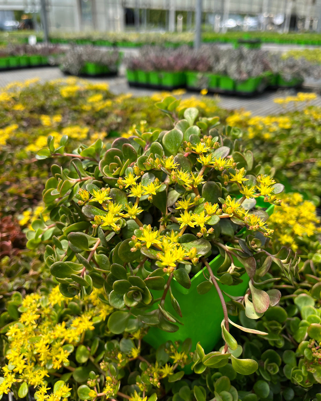 Sedum tetractinum 'Coral Reef' (Stonecrop)