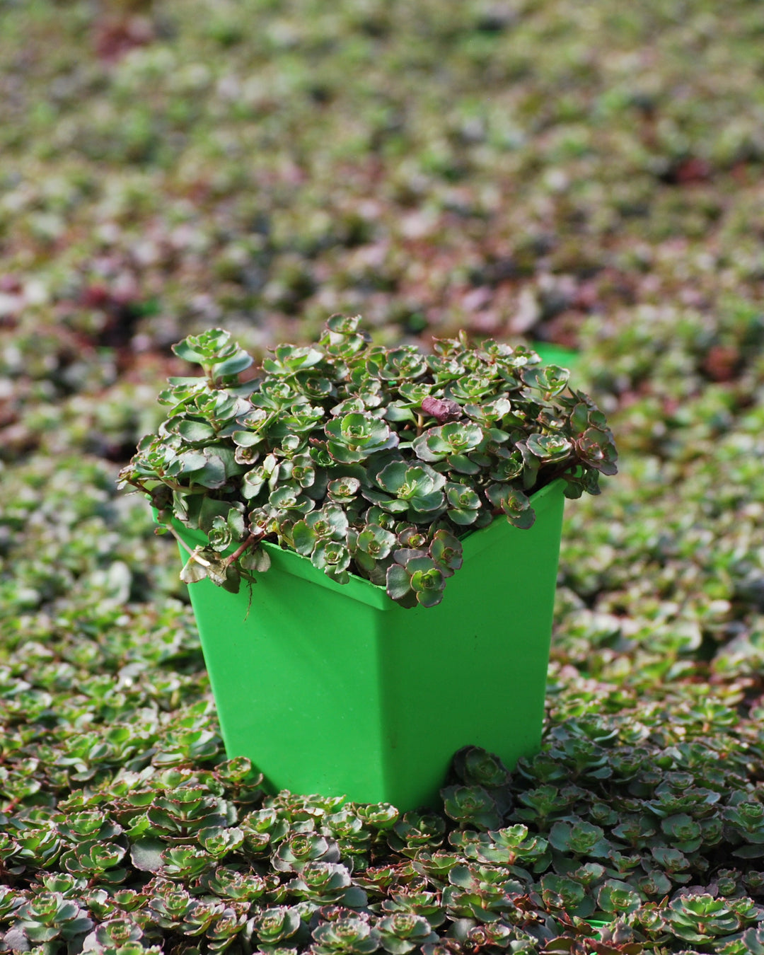 Sedum spurium 'Fuldaglut' (Stonecrop)