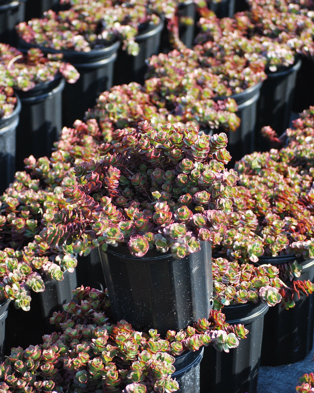 Sedum spurium 'Fuldaglut' (Stonecrop)