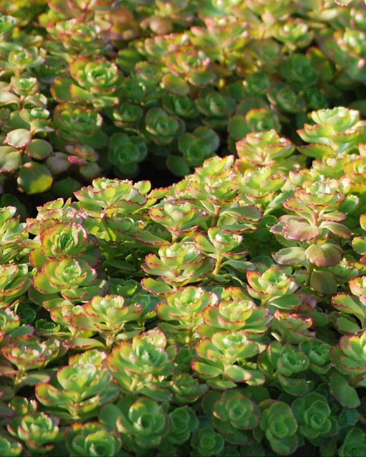 Sedum spurium 'Fuldaglut' (Stonecrop)