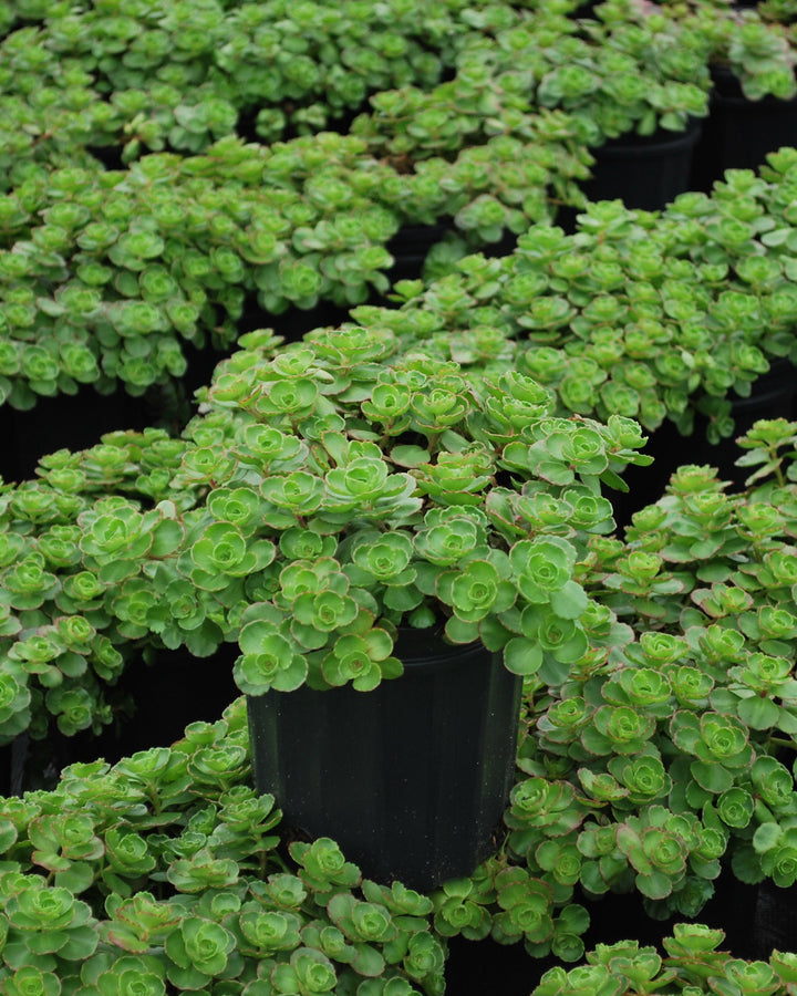 Sedum spurium 'Fuldaglut' (Stonecrop)