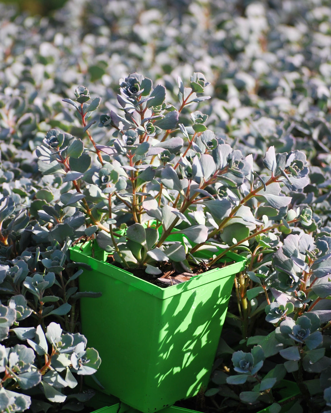 Sedum cauticola 'Lidakense' (Stonecrop)