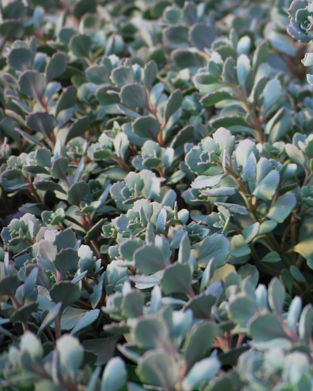 Sedum cauticola 'Lidakense' (Stonecrop)