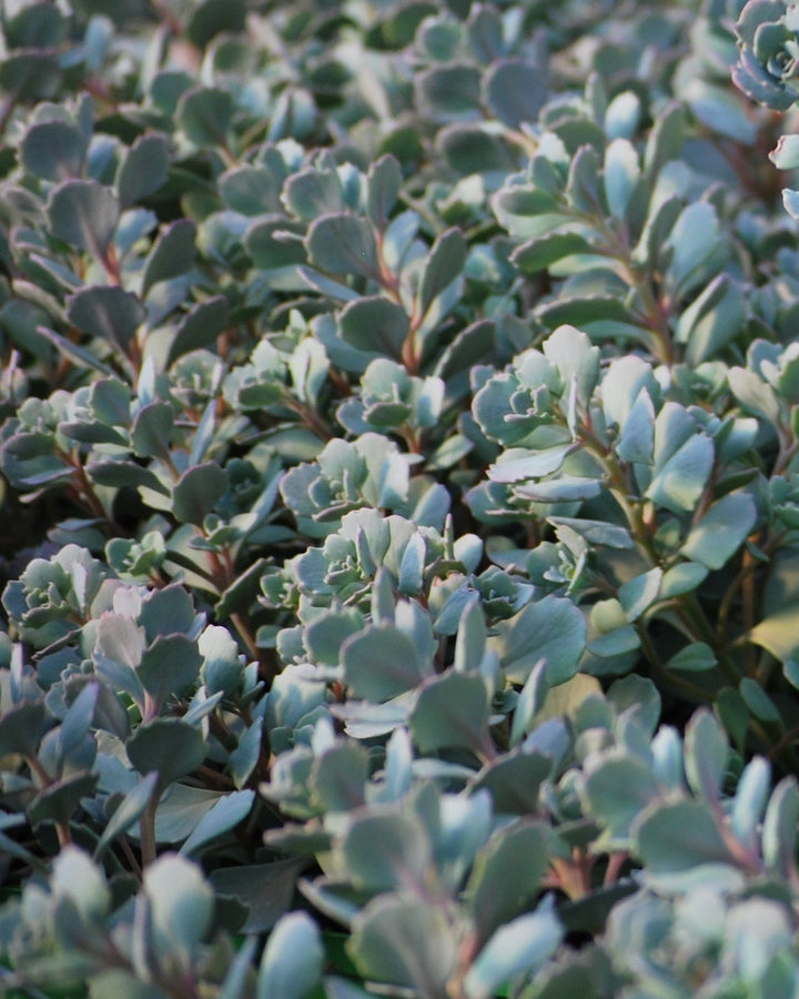 Sedum cauticola 'Lidakense' (Stonecrop)