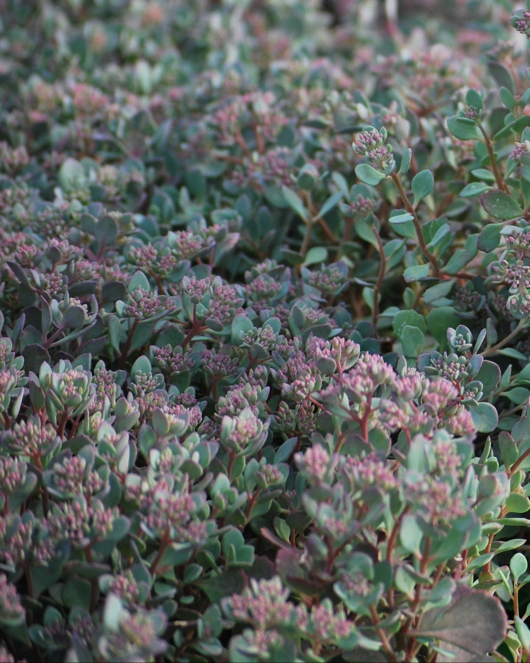 Sedum cauticola 'Lidakense' (Stonecrop)