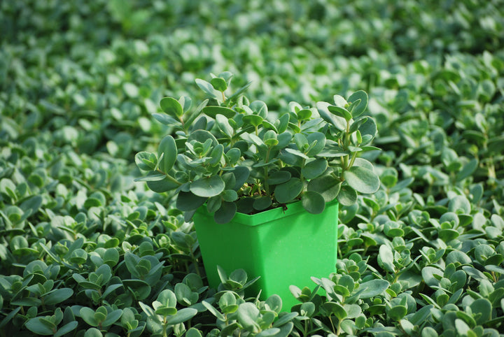 Sedum Sunsparkler® 'Lime Zinger' (Stonecrop)