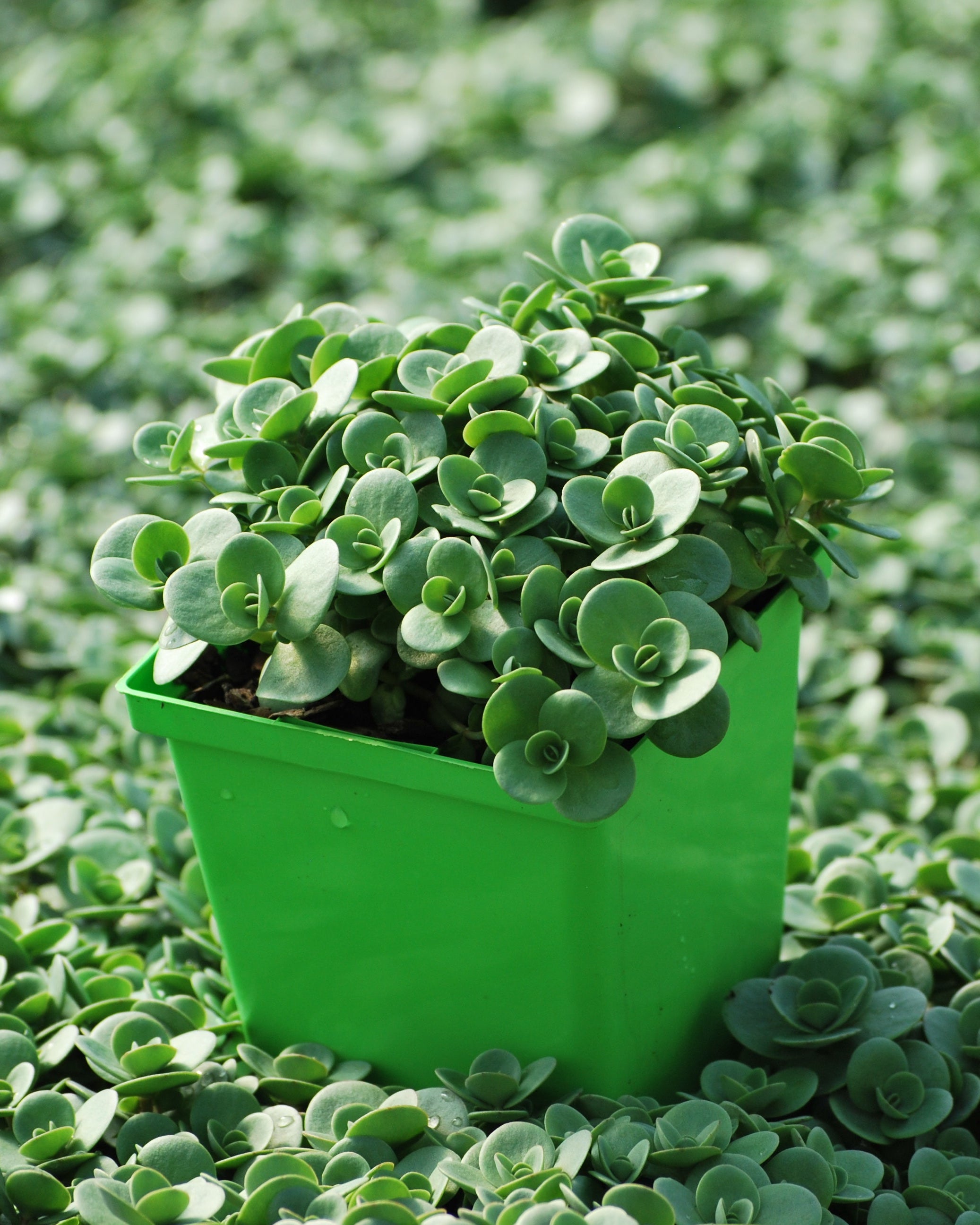 Sedum Sunsparkler - Thumbnail 2