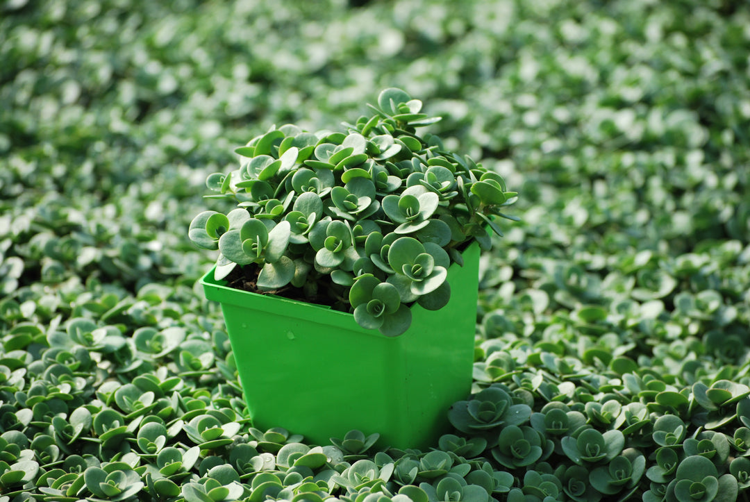 Sedum Sunsparkler® 'Lime Zinger' (Stonecrop)