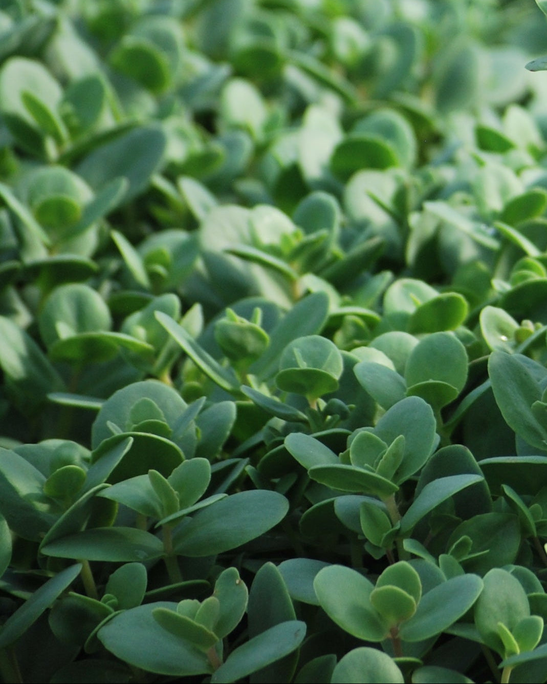 lime zinger succulent Sedum Sunsparkler® 'Lime Zinger' (Stonecrop) – Perennial Farm Marketplace