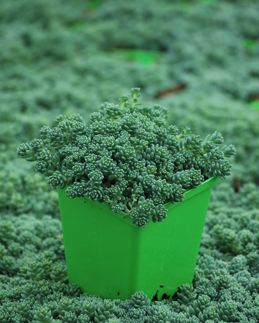 Sedum dasyphyllum 'Major' (Stonecrop)