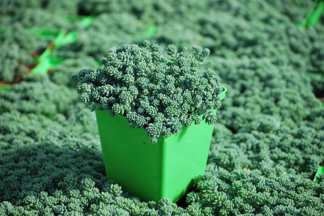 Sedum dasyphyllum 'Major' (Stonecrop)