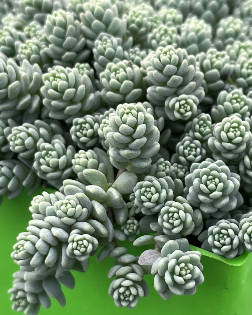 major succulent Sedum dasyphyllum 'Major' (Stonecrop) – Perennial Farm Marketplace