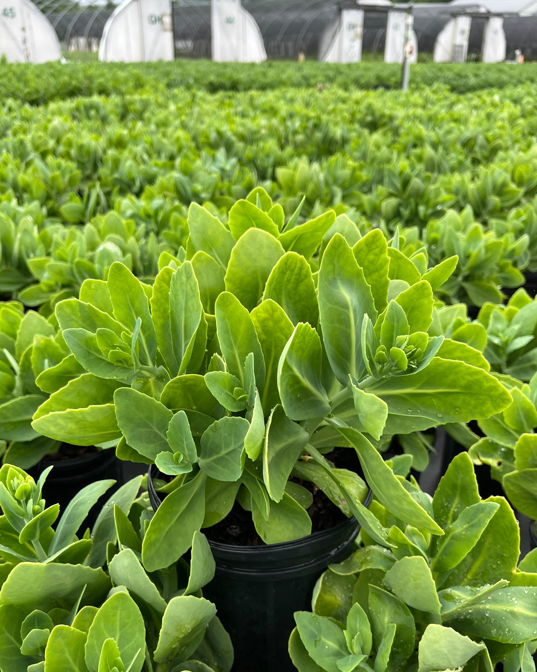 neon green succulent Sedum spectabile 'Neon' (Stonecrop) – Perennial Farm Marketplace